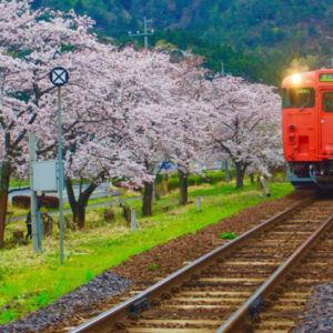 【桜×列車が破壊力ありすぎ】岩美町にあるJR大岩駅の桜並木が超絶キレイだった