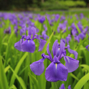 ［牧谷又助池のカキツバタ群落］毎年5月中旬が見頃！岩美で見れる鮮やかな紫色の花。-岩美町