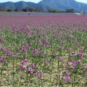2017年鳥取砂丘のらっきょう畑が見頃を迎えました。台風の影響で開花がイマイチ。