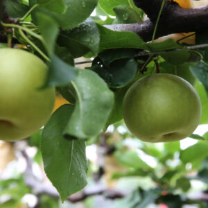 鳥取県の梨狩り体験が楽しめる農園まとめ！2022年の梨狩りの時期や期間は？