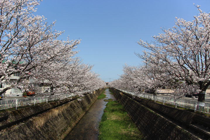 鳥取県の桜 お花見スポット21 地元民が教える鳥取の桜名所まとめ とっとりずむ