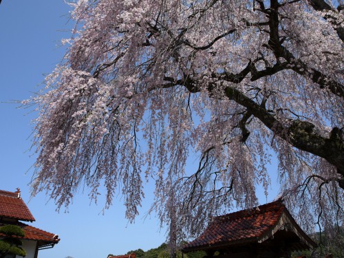 鳥取県の桜 お花見スポット21 地元民が教える鳥取の桜名所まとめ とっとりずむ