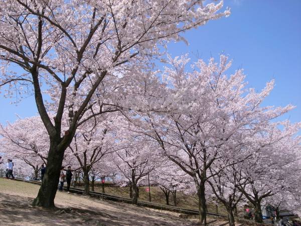 鳥取県の桜 お花見スポット21 地元民が教える鳥取の桜名所まとめ とっとりずむ