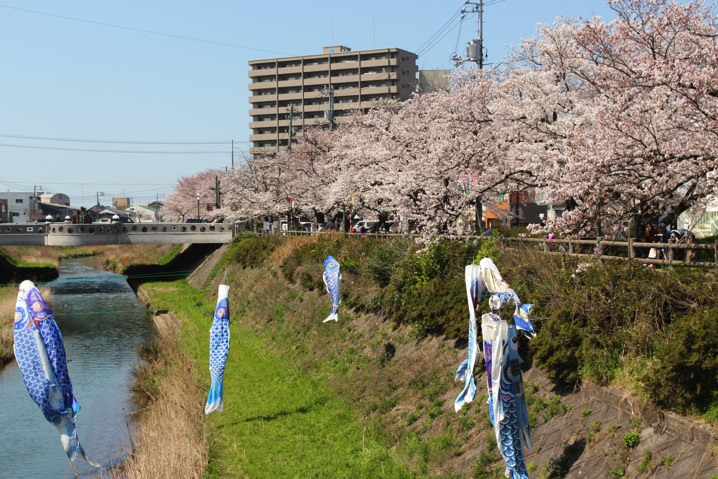 鳥取県の桜 お花見スポット 地元民が教える鳥取の桜名所まとめ とっとりずむ