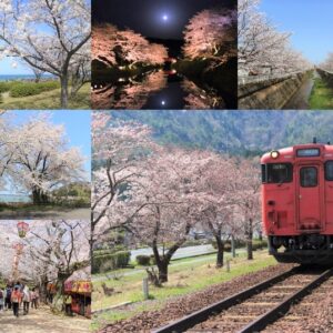 【鳥取県の桜・お花見スポット2023】地元民が教える鳥取の桜名所まとめ