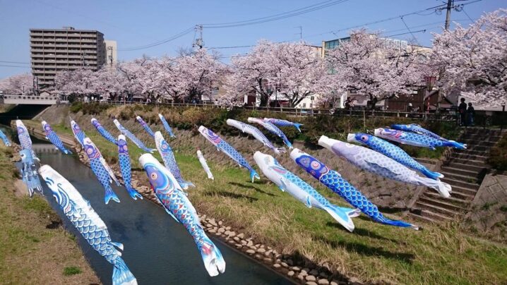 鳥取県の桜 お花見スポット21 地元民が教える鳥取の桜名所まとめ とっとりずむ