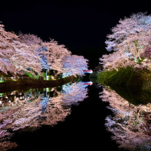 水面に映る桜が幻想的！鹿野城跡公園の夜桜を見てきました