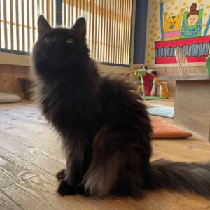 ［Cat cafe Kitty Blue］６歳の子供と鳥取市の猫カフェに行ってきました！