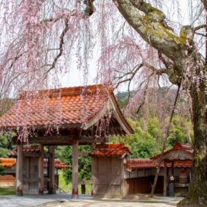 極楽寺にある県内最大の「しだれ桜」は豪快で美しい！！｜倉吉市