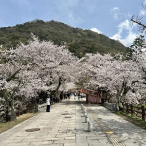 さまざまな角度からの景観が美しい！鳥取城跡・久松公園の桜｜鳥取市