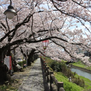 のんびり歩いてお花見満喫！袋川桜土手の桜｜鳥取市