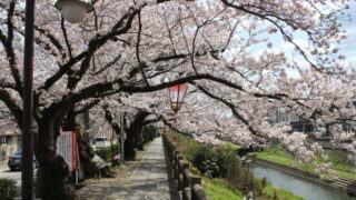 鳥取県の桜 お花見スポット22 地元民が教える鳥取の桜名所まとめ とっとりずむ