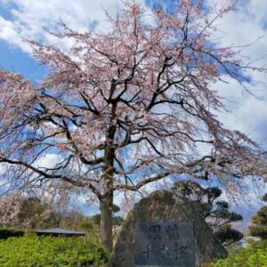 芝生広場でお花見が楽しめる！因幡千本桜「桜の園」｜鳥取市