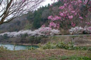 倉吉市など鳥取県中部のさくら名所・お花見スポット6選！ | とっとりずむ