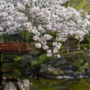 楽しめるのは桜だけじゃない！お子さまも喜ぶ打吹公園で春を満喫！｜倉吉市