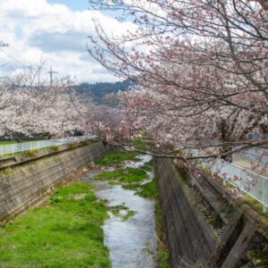 約1.3kmの会下谷川の桜並木を楽しもう！｜倉吉市