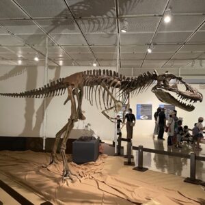 ［鳥取県立博物館］大迫力！ティラノサウルス展～T.rex驚異の肉食恐竜～に行ってきました！｜鳥取市