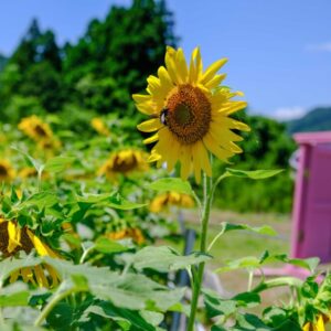 ［UBUMIBASE☆］満開のひまわりで、夏の思い出を残そう！フォトスポットはインスタ映え間違いなし！｜鳥取市
