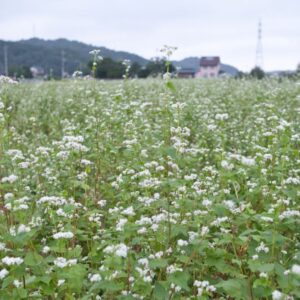 鹿野町の「そばの花」がこれから見頃を迎えます！｜鳥取市