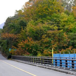 倉吉市関金町の紅葉スポット「東大山大橋」が色づき始めました！（10月30日撮影）