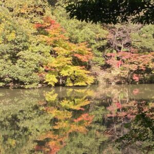 樗谿公園の紅葉がもうすぐ見頃を迎えます（11月7日撮影）｜鳥取市