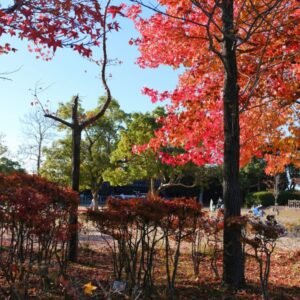 今が見頃！公園と紅葉が楽しめる米子市「湊山公園」に行ってきました。（11月7日撮影）
