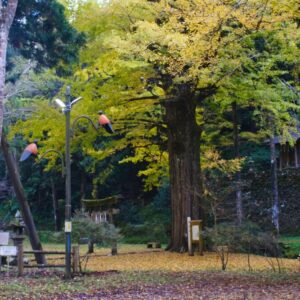 鳥取市青谷町「子守神社」のイチョウが見頃を迎えました！（11月10日撮影）