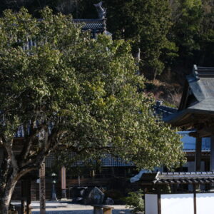 ［大樹寺］樹齢400年以上。日本一の大椿「有楽椿（ウラクツバキ）」が咲きはじめました。｜八頭町