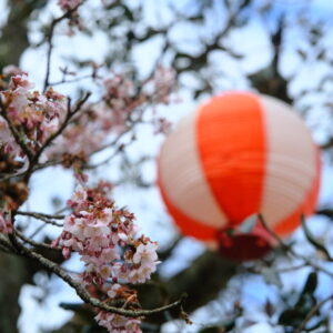 ［日置谷の寒桜］これからが見頃！2月に満開をむかえる桜で一足早い春を楽しむ｜鳥取市