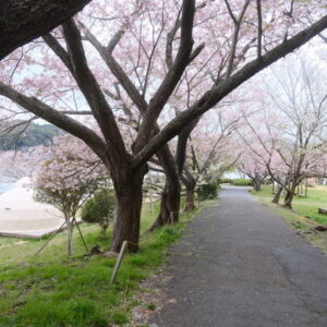 「湖山池 青島公園」で遅咲きの桜を楽しもう｜鳥取市
