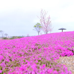 「東郷湖羽合臨海公園」の芝桜が見頃を迎えています！2023年4月8日撮影｜湯梨浜町