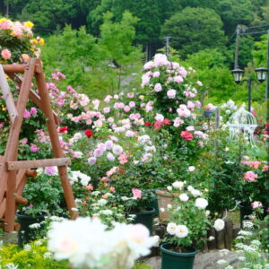 今が見頃！220種類、300本のバラが満開に！｜倉吉市