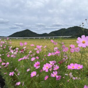 ［コスモスロード］岩美駅近くで咲き乱れるコスモスに心癒される