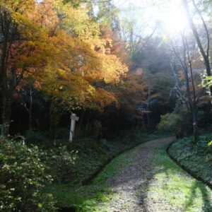 「鹿野城跡公園」の紅葉は今が見頃！鮮やかな木々のアーチはまさに癒しの空間｜鳥取市